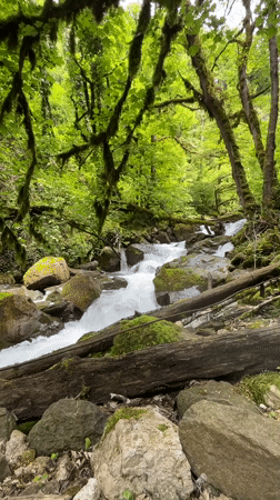 Forest stream flows over mossy rocks amid fallen logs
