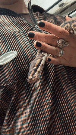 Person photographed holding Ball Python in striped jacket