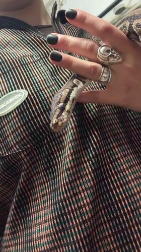 Person photographed holding Ball Python in striped jacket