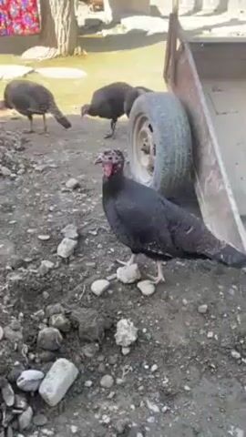 The video shows a group of dark-feathered turkeys in an outdoor area. There are at least seven turkeys visible, mostly black with red heads. They are standing on a patch of dirt and small stones. In the background, there is a wooden cart with a tire, a tree, a colorful fabric hanging, a silver car with its hood open, and what appears to be buildings. The camera moves slightly, showing the turkeys from different angles as they stand and move about. The overall environment suggests a rural or agricultural setting.