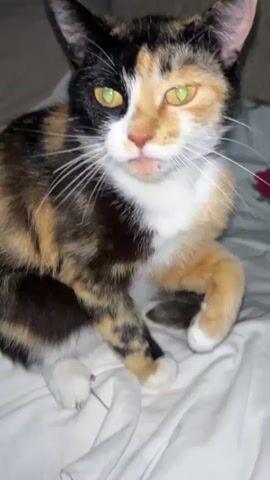 A calico cat with green eyes and a patchy black, orange, and white coat sits on a white blanket with a floral pattern. The cat is looking forward and slightly to the left. The cat's left side of its face is mostly black with some orange, while its right side is mostly orange with some white. The cat's body is covered in a mix of black, orange, and brown patches. The cat's front paws are visible, and one paw is extended forward. The background is blurry and appears to be a couch or bed.