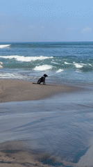Surfer and dog enjoy early morning beach time in Kuta