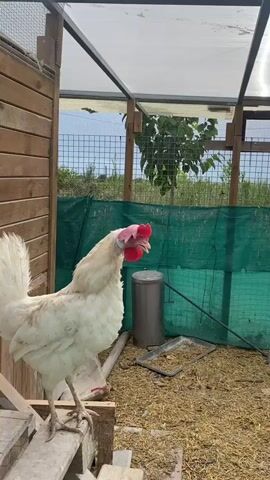 This is a close-up, eye-level shot of a white hen standing on wooden planks inside a coop. The hen has a red comb and wattle, and its feathers are slightly ruffled. In the background, a green tarp lines the coop, and a metal trash can and a feeding tray are visible on the straw-covered ground. Beyond the coop, trees and a wire fence suggest an outdoor setting. The lighting appears to be natural daylight, possibly late morning or early afternoon, given the bright conditions. The hen's head is tilted slightly, and its beak is open, as if it is about to crow or cluck. There is no visible text in the media. The scene conveys a sense of rural life and animal husbandry.