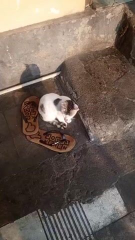 A cat rests on a stone surface next to a pair of flip-flops. The flip-flops are brown and appear to be made of cork, with black lettering. One flip-flop has the words "YOGA KEY EN" and a thumbs-up icon. The other flip-flop has the words "YOGI BOGE". The cat is white with brown and black markings. It is curled up and appears to be sleeping. The background consists of concrete and stone steps. Sunlight casts a shadow of the cat on the ground.