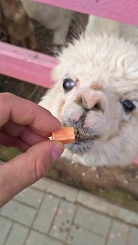 In this close-up footage, a person is seen feeding a young alpaca. The alpaca has fluffy white fur and dark eyes. The person's hand, holding a small treat, is near the alpaca's mouth, and the alpaca appears to be accepting the food. The background consists of a pink wooden fence or barrier, and some dry ground with patchy vegetation. The lighting suggests it is daytime. The scene conveys a sense of gentle interaction and care between a human and an animal. The alpaca appears calm and receptive to the feeding. The footage was likely taken outdoors in a rural or petting zoo setting, possibly in Dorishchi, Russia, as indicated by the location context.