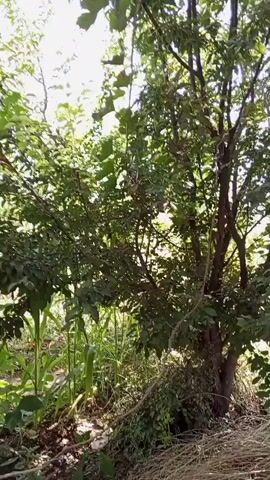 The video shows a close-up shot of a garden or overgrown outdoor area. Tall green corn stalks are visible in the background, interspersed with leafy green bushes and trees. Sunlight filters through the leaves, creating dappled light. Some of the bushes have small red berries on them. The ground is covered in dirt and fallen leaves. The camera is positioned at ground level, looking up into the foliage. The scene is static with no movement.