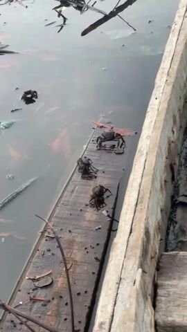 The video captures a close-up view of three crabs resting on a weathered wooden plank. The plank is partially submerged in murky, greyish-brown water, which is filled with floating debris such as leaves and small branches. The plank is positioned alongside the weathered wooden hull of what appears to be a small boat or a similar wooden structure.

The crabs are dark-colored and seem to be stationary on the plank throughout the video. In the initial moments, a long, light-colored wooden stick or pole briefly enters the frame from the top left, moving over the water before quickly exiting again. The scene is illuminated by natural daylight, suggesting it is daytime. The overall setting appears to be a calm body of water, possibly a river, estuary, or coastal area, given the presence of crabs and the wooden boat structure. No human activity or visible text is present in the frame.
