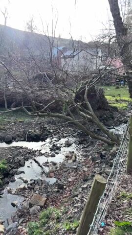 The camera pans across a small stream flowing through a rocky, grassy area.  A fallen tree lies across the stream, its bare branches reaching into the water. The stream is narrow and shallow, with water trickling over the stones.  Beyond the stream, a grassy slope leads to a hill dotted with bare trees and logs. A house is faintly visible in the background. The sun shines through the trees, creating a slightly hazy atmosphere. A barbed wire fence runs along the right edge of the frame.