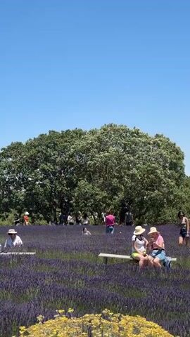 This media file captures a serene scene at a lavender farm in the Golan Regional Council, Israel. The vibrant purple fields of lavender stretch across the landscape, dotted with numerous people enjoying the picturesque setting.

The subjects are primarily people of various ages, many wearing hats to shield themselves from the sun, indicative of a bright, clear day. Some individuals are strolling through the lavender rows, while others are engaged in more leisurely activities. In the foreground, two women sit on a bench, seemingly engrossed in their phones, suggesting a relaxed and casual atmosphere. Further into the field, other visitors are spread out, some appearing to be taking photographs or simply soaking in the beauty of the surroundings. A few individuals are positioned closer to the camera, also engaged with their devices or resting. In the background, a large, lush green tree provides a striking contrast to the purple lavender, and a line of trees marks the horizon under a vast, cloudless blue sky.

The activity appears to be a visit to a lavender farm, likely for leisure, photography, or to experience the natural beauty of the blooming flowers. The overall mood conveyed is peaceful and tranquil, amplified by the natural beauty of the location and the clear, sunny weather. The time of day appears to be midday or early afternoon, given the bright sunlight and the distinct shadows. No visible text is present in the media file.