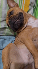 French Bulldog puppy naps belly-up on a blue blanket