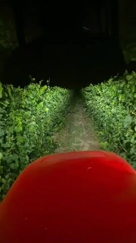 The video shows a first-person perspective from a red tractor driving down a dirt path between rows of green foliage, likely a vineyard. The headlights of the tractor illuminate the path and the foliage ahead. The scene is dark, indicating it is nighttime. The tractor is moving forward, and the camera is mounted on the front of the tractor, looking ahead.