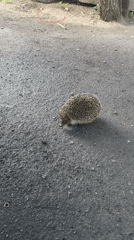 Urban wildlife spotted foraging in Dnipro city spaces