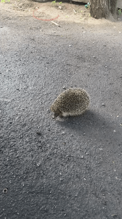 Urban wildlife spotted foraging in Dnipro city spaces