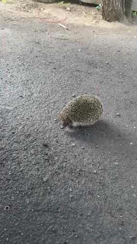 Urban wildlife spotted foraging in Dnipro city spaces