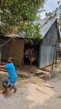 Rural morning scenes documented in Bangladesh village