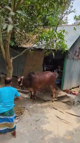 Rural morning scenes documented in Bangladesh village