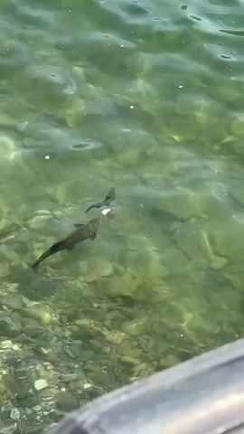 Two fish swim in clear, shallow water over a pebble-strewn seabed. The larger fish is in the foreground, appearing to have a white object near its head. The second fish, smaller and darker, swims behind and slightly above the larger one. The water has a greenish hue, and sunlight creates dappled patterns on the bottom. A dark, blurred object, possibly part of a boat or dock, is visible in the lower right corner of the frame. The scene is natural and peaceful, with the sunlight suggesting it's daytime. The clarity of the water and the visible seabed indicate a relatively calm and shallow environment. There is no visible text.
