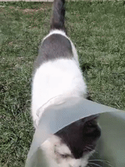 Cat in recovery cone spotted in Nairobi