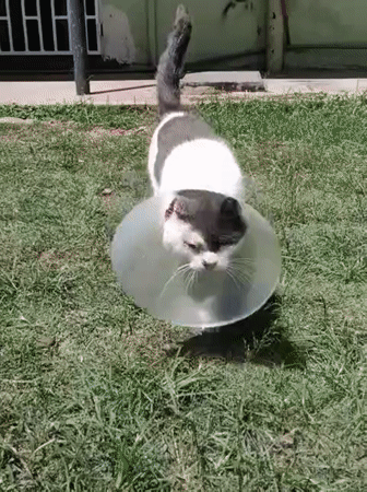 Cat in recovery cone spotted in Nairobi