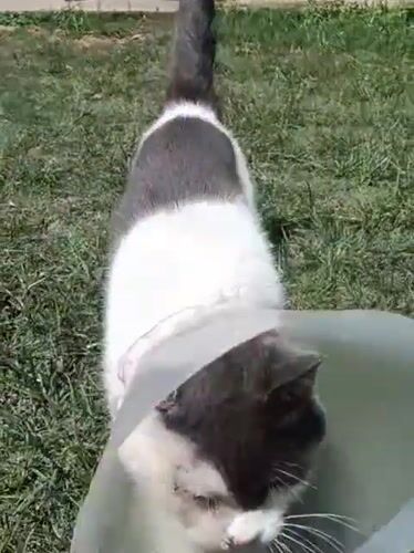 Cat in recovery cone spotted in Nairobi
