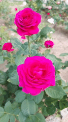 Rose garden blooms documented in Kazanlak, Bulgaria