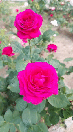 Rose garden blooms documented in Kazanlak, Bulgaria