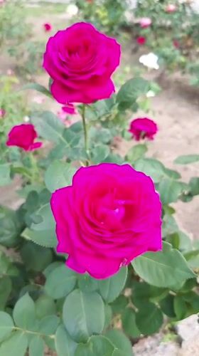Rose garden blooms documented in Kazanlak, Bulgaria