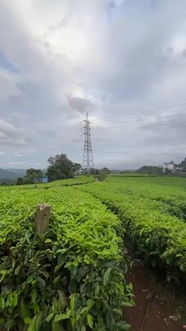 The video displays a wide shot of a lush green tea plantation in Chithirapuram, India. Rows of neatly trimmed tea bushes stretch across the foreground and midground. A narrow dirt path is visible between some of the tea rows. In the left foreground, a weathered concrete post stands partially obscured by the tea plants.

Dominating the midground and rising above the tea fields is a tall, metallic power transmission tower with multiple power lines extending across the sky. In the distance, undulating green hills are visible, with what appears to be a white building nestled among them on the right side. Another smaller blue structure is partially visible behind trees on the left.

The sky is overcast with a mix of grey and lighter clouds, suggesting a cloudy day, possibly after rain or leading up to it. The overall impression is one of a vast agricultural landscape, combining natural beauty with elements of infrastructure. No people or specific activities are observed. There is no visible text in the frame.
