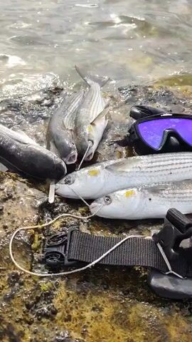 The video shows a collection of freshly caught fish lying on a rocky shore next to the water. The fish are silver with faint stripes and appear to be a type of mullet. They are connected by thin strings threaded through their mouths. Alongside the fish are a pair of purple-lensed diving goggles and a black snorkel. Also visible is a black weight belt with several square, grey weights attached. The water is clear and appears shallow, with sunlight reflecting off its surface. The rocks are wet and covered in what looks like algae. The overall scene suggests spearfishing or freediving equipment and its catch.