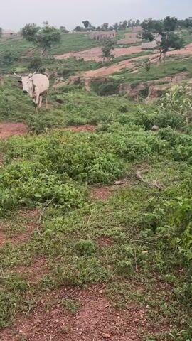 The video shows a rural landscape with a dirt path in the foreground. There are green bushes and trees. In the background, there are terraced fields on a hillside with some erosion evident. The sky is overcast. There is a light-colored animal, possibly a cow, visible on the left side of the frame at the beginning of the video. The camera pans slowly across the scene.