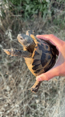 Tortoise handled and released in Montenegro field