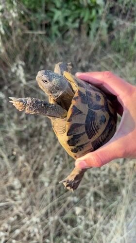 Tortoise handled and released in Montenegro field