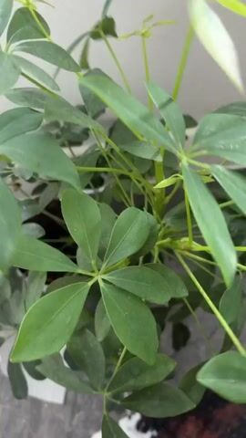 This is a close-up, vertical video of a Schefflera plant, commonly known as an umbrella tree. The plant has glossy, deep green, compound leaves arranged in a radial pattern. The focus shifts slightly throughout the short clip, highlighting the texture of the leaves, which appear slightly dusty. The stems are slender and green, supporting the foliage. In the background, a plain, light-colored wall and a hint of a grey surface, possibly a floor or pot, can be discerned. The lighting suggests an indoor environment, likely with natural light coming from an unseen source, creating soft shadows. There is no discernible activity beyond the gentle movement of the leaves, perhaps due to a slight breeze or camera movement. The overall impression is one of a healthy, well-established houseplant. No people, text, or specific time of day or weather cues are visible. The location context of Salford, United Kingdom, is not visually apparent from the footage itself.