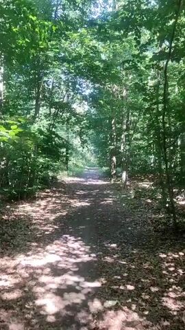 A first-person perspective video shows a dirt path winding through a sun-dappled forest. Tall trees with lush green foliage line both sides of the path, creating a canopy overhead. Sunlight filters through the leaves, casting dappled shadows on the path, which is covered in fallen leaves. The path appears to lead into the distance, with the trees and sunlight becoming less distinct further ahead. No people or animals are visible. The overall impression is of a peaceful, natural environment.
