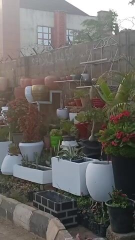The video shows a street-side plant nursery. There are numerous potted plants, arranged in rows and on shelves. Many of the pots are white, but there are also brown and orange pots. A person wearing a pink shirt is squatting down and appears to be tending to the plants. The sun is shining brightly, creating a glare. Behind the nursery, there is a building and a wall topped with barbed wire. The nursery is located next to a paved road with a curb. There is a water puddle on the road.