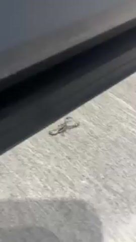 The video shows a small, light brown scorpion crawling on a gray, tiled surface. The scorpion is next to a dark gray or black ledge. The scorpion moves forward, its tail curved up over its back.