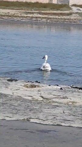 A lone swan swims in a body of water. The swan is white with a black beak and appears to be young, with some greyish plumage. It is positioned in the middle of the frame, swimming away from the viewer. The water is calm with gentle ripples. In the foreground, there is a rough, textured shoreline composed of light-colored, possibly mineral-encrusted rocks or sand. In the background, across the water, there is a strip of dry, sandy ground with sparse vegetation, and beyond that, a low, brick-like structure and some fencing under a clear sky. The lighting suggests it is daytime.