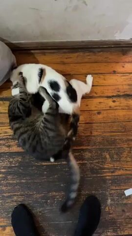 Two cats are playing on a wooden floor. A tabby cat is on its back, wrestling with a calico cat. The calico cat is on top of the tabby cat, biting and pawing at it. A white plastic bag and a red and yellow bag are on the floor behind the cats. A pair of black socks is visible at the bottom of the frame. The walls are white and appear to be painted plaster.