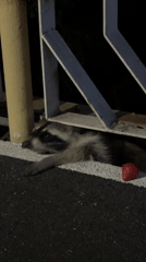 Evening beach scenes and raccoon encounter in Nebug, Russia