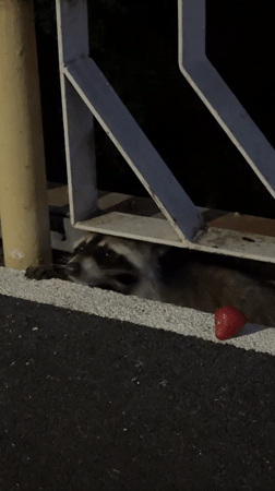 Evening beach scenes and raccoon encounter in Nebug, Russia