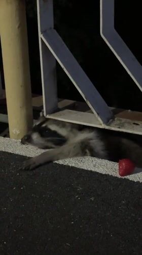 Evening beach scenes and raccoon encounter in Nebug, Russia