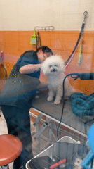 Dogs seen at pet salon in Yerevan during grooming session