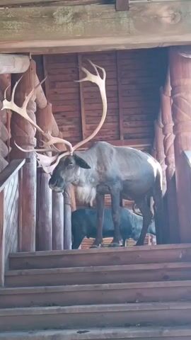 The video shows a mounted reindeer with large antlers standing on wooden stairs inside a rustic wooden structure. Behind the reindeer, two other dark-colored animals, possibly also reindeer or similar livestock, are visible. The structure appears to be an outdoor shelter or building with wooden beams and planks. The lighting suggests daytime.