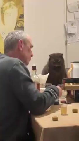 A man is seated at a table, apparently playing a game, with a brown cat sitting behind him. A bottle of liquor and several shot glasses are on the table. The man points toward the table with his right index finger. He picks up a shot glass. His demeanor appears pensive. The cat appears to be observing the man's actions.