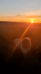 Woman walks fluffy dog through Russian wildflower fields at sunset