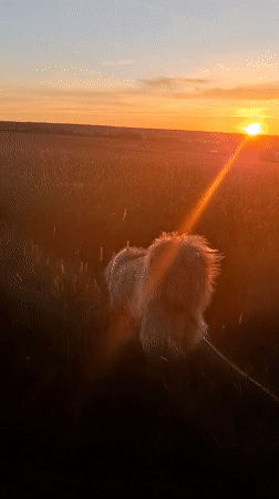 Woman walks fluffy dog through Russian wildflower fields at sunset