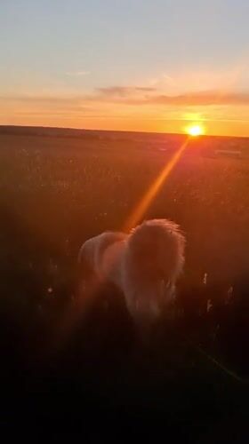 Woman walks fluffy dog through Russian wildflower fields at sunset