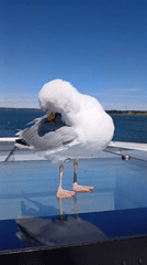 Seagull on boat deck glass, Tallinn harbor