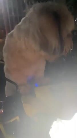 The video shows a small white dog with long fur, possibly a Shih Tzu, sitting on what appears to be the seat of a motorcycle or scooter. The scene is dimly lit, with a light source creating a bright glare. The dog looks around, its tongue slightly hanging out. The background suggests a residential area at night. Someone is talking to the dog, possibly the person recording the video.