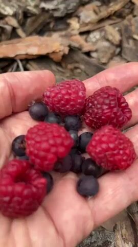 The video shows a close-up of a person's palm holding a handful of ripe raspberries and blueberries. The berries are a vibrant red and deep purple, respectively. The background is blurred but appears to be an outdoor setting with natural elements such as wood chips or bark and green foliage. The lighting suggests it is daytime.